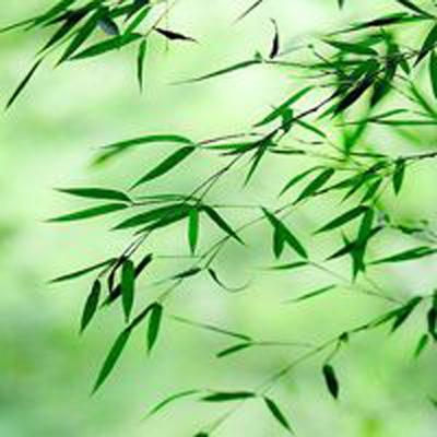 小小总裁大人破解版下载